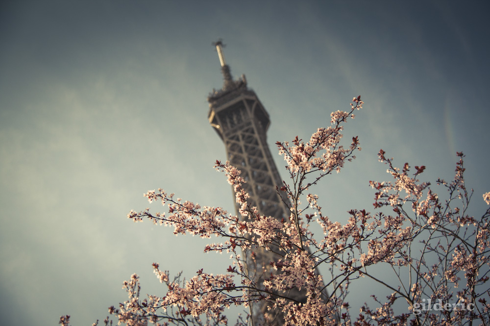 Printemps à Paris : Tour EIffel et arbre en fleurs