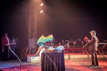 Perroquets - Festival Européen du Cirque Liège