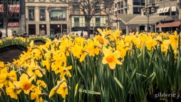 Parterre de fleurs à Liège - photo : Gilderic