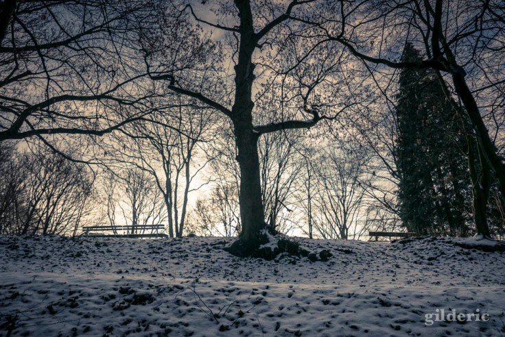 Dimanche neigeux au Parc de la Chartreuse (Liège)